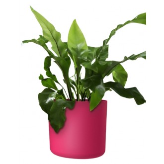 Obal Lora - viva magenta 14 cm
