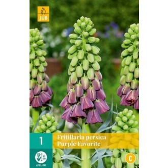 Karta - Řepčík - Fritillaria Persica Purple Favorite (1 cibule) "C"