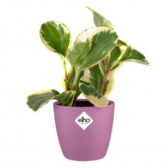 Obal Brussels Classic - vivid violet 9,5 cm