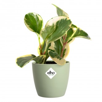 Obal Brussels Classic - sorbet green 9,5 cm