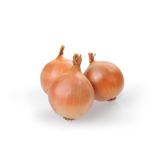 Sazečka - Augusta ozimá 250 g (7-14 mm) /cena bez slev/
