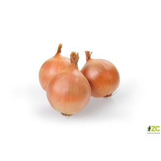 Sazečka - Augusta ozimá 500 g (7-14 mm) /cena bez slev/