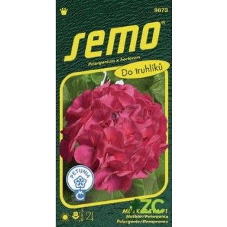 Pelargonie páskatá - Eva F1 11s