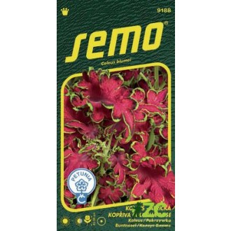 Koleus (Africká kopřiva) - Colocha Rose 40p