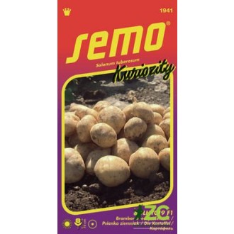 Brambor obecný (lilek brambor) SolHY019 F1 14pel - série KURIOZITY