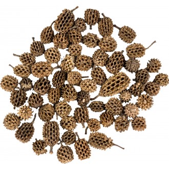 Dekorace - Casurina min. 40 g