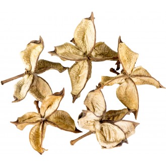 Dekorace - Cotton Flower - 5 ks