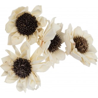 Dekorace - Sola Folded Star Daisy 6 cm - 4 ks