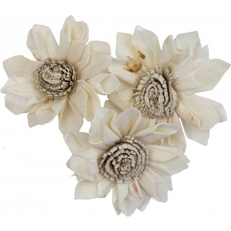 Dekorace - Sola Folded Star Protea 6 cm - 3 ks