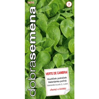 Dobrá semena Kozlíček polníček - Verte de Cambrai 2g