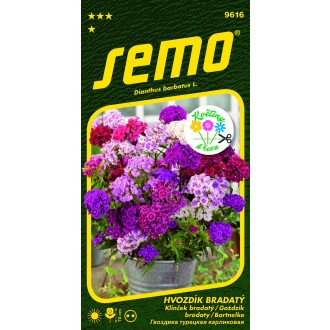 Hvozdík bradatý - Fragrance mix 0,5g - série KVĚTINY K ŘEZU