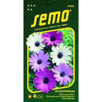 Osteospermum - směs Balade 0,30g