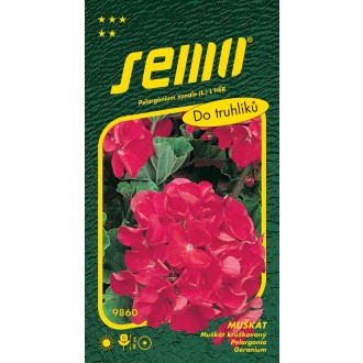 Pelargonie páskatá - červená 11s