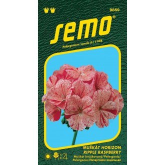 Pelargonie páskatá - Horizon Ripple Raspberry 11s