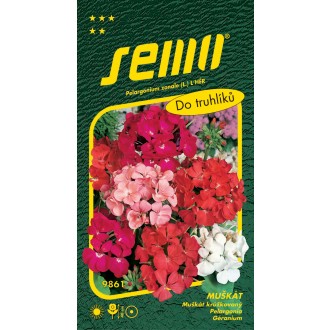 Pelargonie páskatá - směs 11s