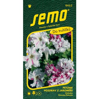 Petunie velkokvětá - Pozdrav z Jaroměře 50p