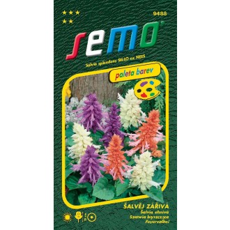 Šalvěj zářivá - směs 30s - série PALETA