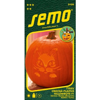 Tykev okrasná - Yellowboys F1 3g