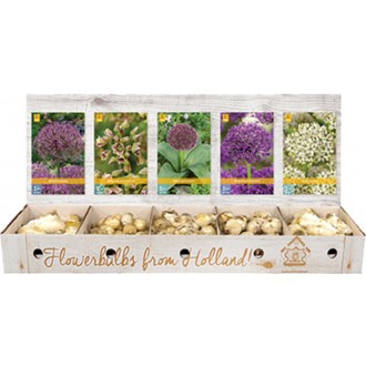 Box - Česnek Allium Large (250 cibulí)