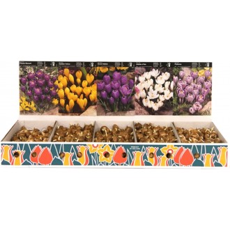 Box - Krokus Large Flowering (1000 cibulí)