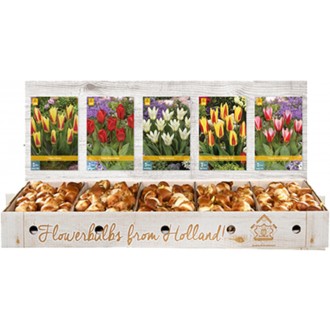 Box - Tulipán Kaufmanniana (350 cibulí)
