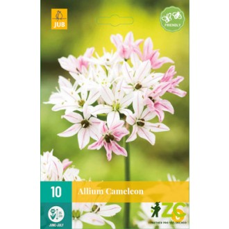 Karta - Česnek - Allium Cameleon (10 cibulí) "B"