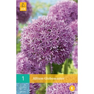Karta - Česnek - Allium Globemaster (1 cibule) "C"