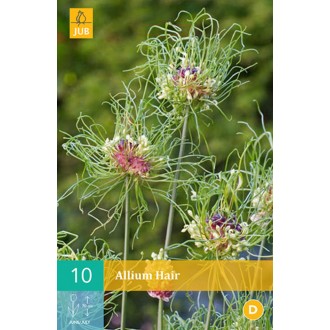 Karta - Česnek - Allium Hair (10 cibulí) "B"
