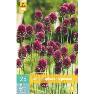 Karta - Česnek - Allium Sphaerocephalon (25 cibulí) "B"