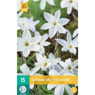 Karta - Ifejon - Uniflorum Alberto Castillo (15 cibulí) "C"