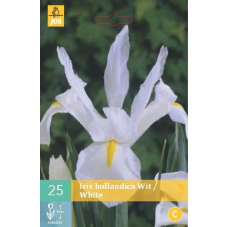 Karta - Kosatec - Iris Hollandica White (25 cibulí) "B"