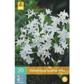 Karta - Ladonička - Chionodoxa Lucil. Alba (20 cibulí) "B"