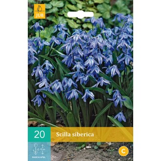 Karta - Ladoňka - Scilla Siberica (20 cibulí) "C"