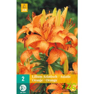 Karta - Lilie - Asiatic Orange (2 cibule) "B"