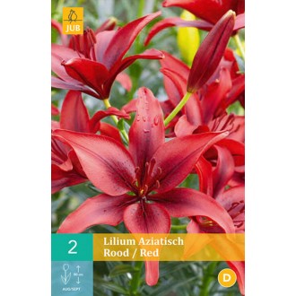 Karta - Lilie - Asiatic Red (2 cibule) "B"