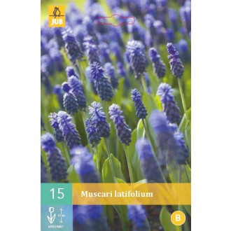 Karta - Modřenec - Muscari Latifolium (15 cibulí) "B"
