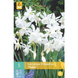 Karta - Narcis - Triandrus Thalia (5 cibulí) "B"