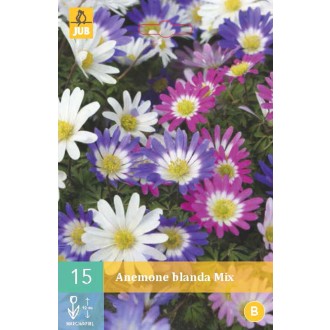 Karta - Sasanka - Anemone Blanda Mix (15 cibulí) "B"