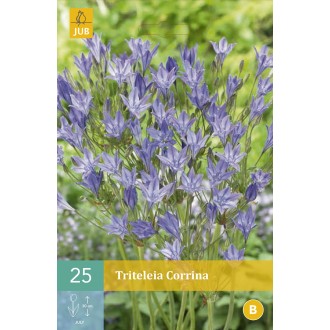 Karta - Triteleia - Corrina (25 cibulí) "A"