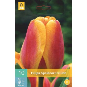 Karta - Tulipán - Apeldoorn´s Elite (10 cibulí) "B"