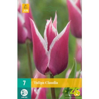 Karta - Tulipán - Claudia (7 cibulí) "B"