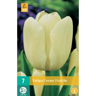 Karta - Tulipán - Creme Fraiche (7 cibulí) "C"