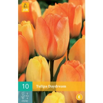 Karta - Tulipán - Daydream (10 cibulí) "C"