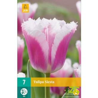 Karta - Tulipán - Siesta (7 cibulí) "B"
