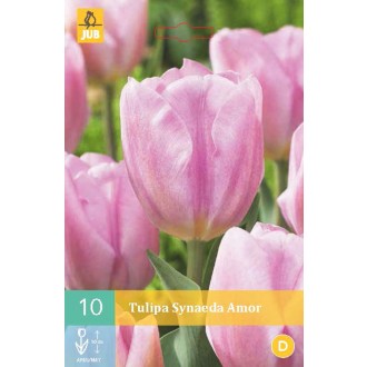 Karta - Tulipán - Synaeda Amor (10 cibulí) "C"