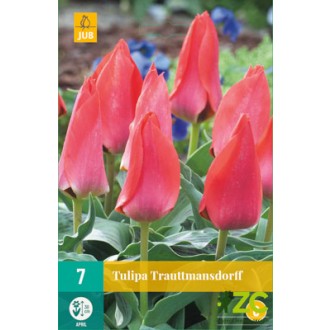 Karta - Tulipán - Trauttmansdorff (7 cibulí) "C"