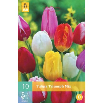 Karta - Tulipán - Triumph Mix (10 cibulí) "C"