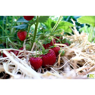 Přírodní sláma na zahradu Rosteto 3 kg