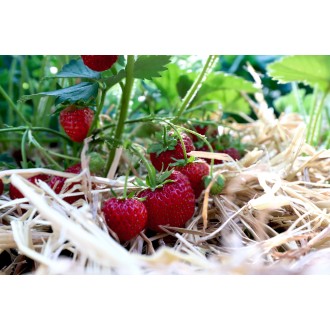 Přírodní sláma na zahradu Rosteto 3 kg