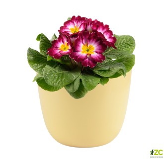 Obal 069 Basel moon yellow mat 14